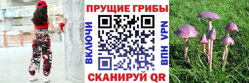 Галлюциногенные грибы прущие грибы  Фрязино 